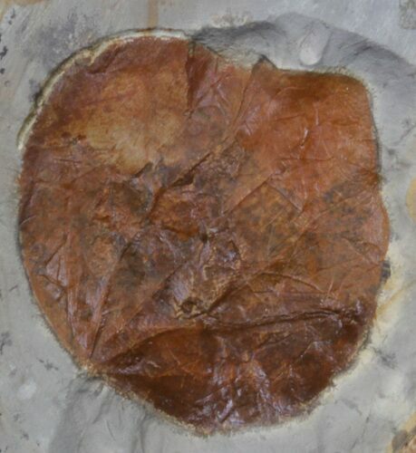 Fossil Leaf (Zizyphoides flabellum) - Montana #37207